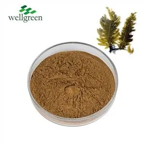 Εκχύλισμα Kelp σε σκόνη χύμα