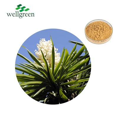Yucca Schidigera 50% σαπωνίνες για οσμές ελέγχου