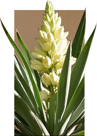 Yucca